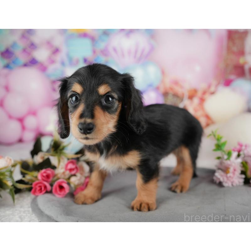 販売中の千葉県のミニチュアダックスフンド(ロングヘアード)-436329の3枚目