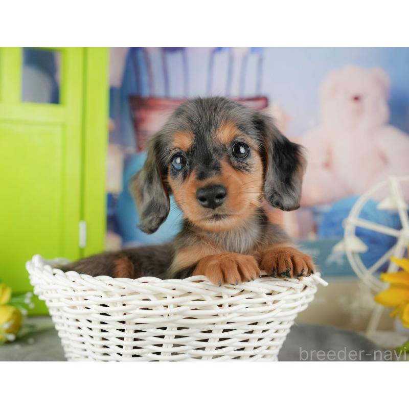 販売中の千葉県のミニチュアダックスフンド(ロングヘアード)-436308