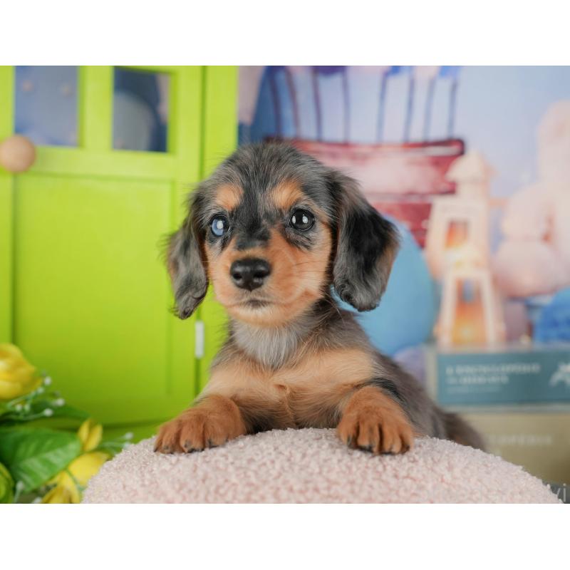 販売中の千葉県のミニチュアダックスフンド(ロングヘアード)-436308の11枚目