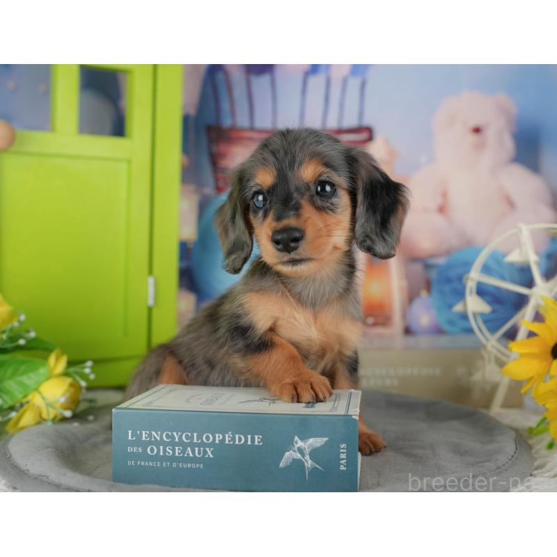 販売中の千葉県のミニチュアダックスフンド(ロングヘアード)-436308の8枚目