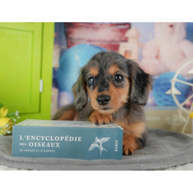 販売中の千葉県のミニチュアダックスフンド(ロングヘアード)-436308の6枚目