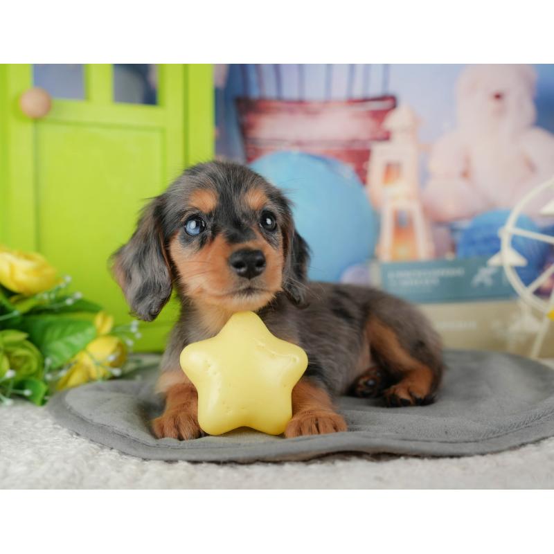 販売中の千葉県のミニチュアダックスフンド(ロングヘアード)-436308の5枚目