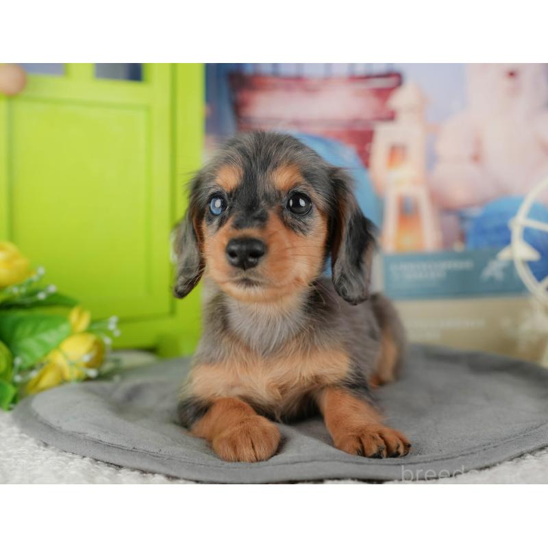 販売中の千葉県のミニチュアダックスフンド(ロングヘアード)-436308の4枚目