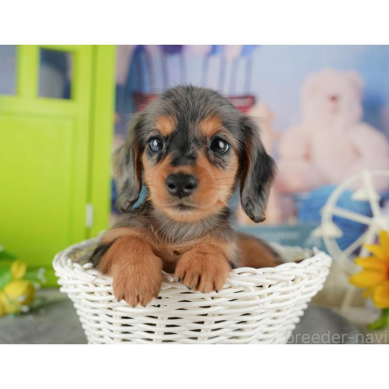 販売中の千葉県のミニチュアダックスフンド(ロングヘアード)-436308の3枚目