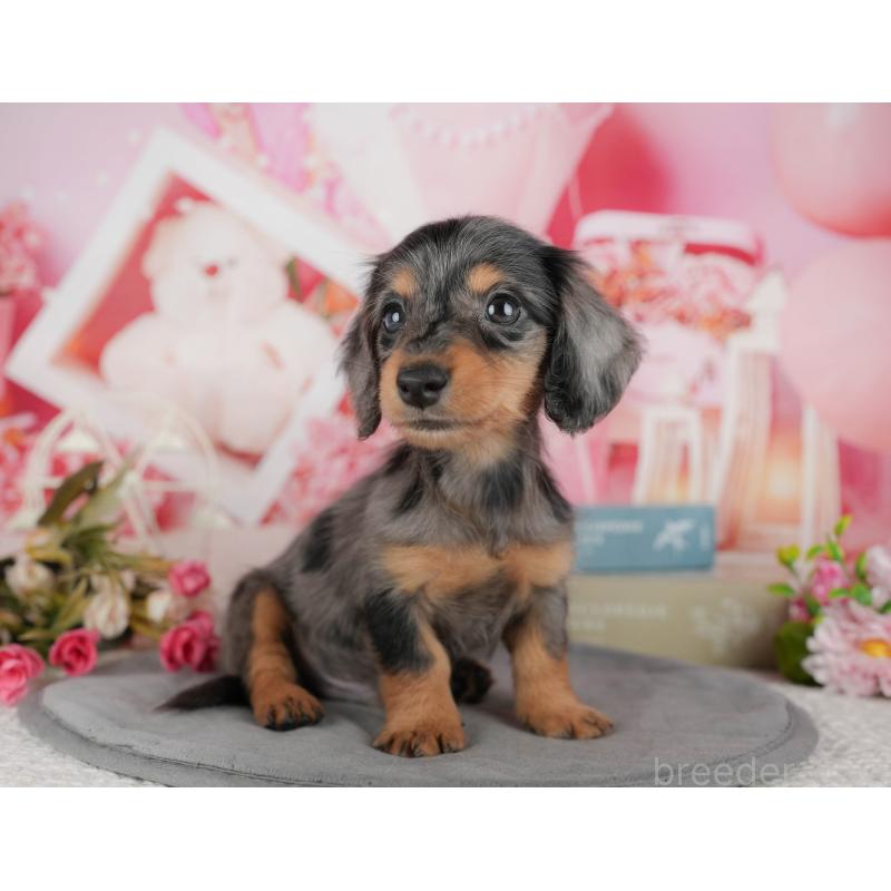 販売中の千葉県のミニチュアダックスフンド(ロングヘアード)-436307の1枚目