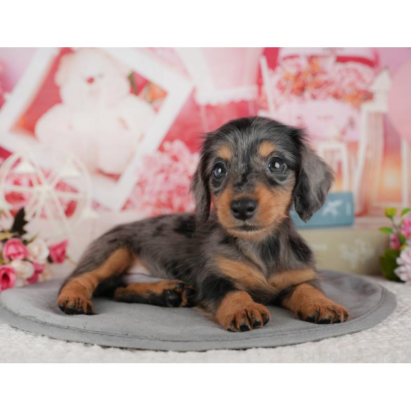 販売中の千葉県のミニチュアダックスフンド(ロングヘアード)-436307の11枚目