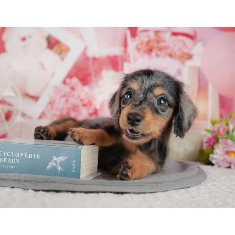 販売中の千葉県のミニチュアダックスフンド(ロングヘアード)-436307の10枚目