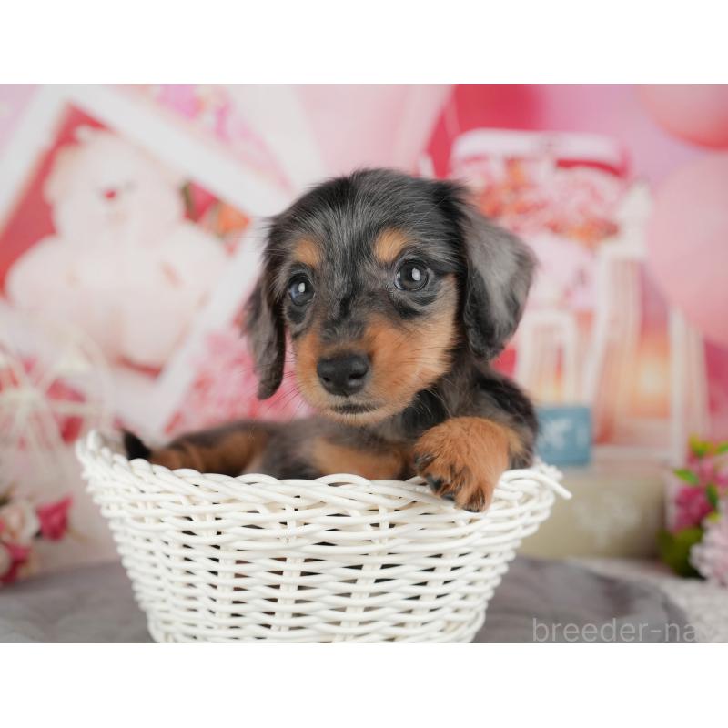 販売中の千葉県のミニチュアダックスフンド(ロングヘアード)-436307の9枚目