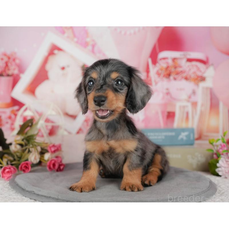 販売中の千葉県のミニチュアダックスフンド(ロングヘアード)-436307の8枚目