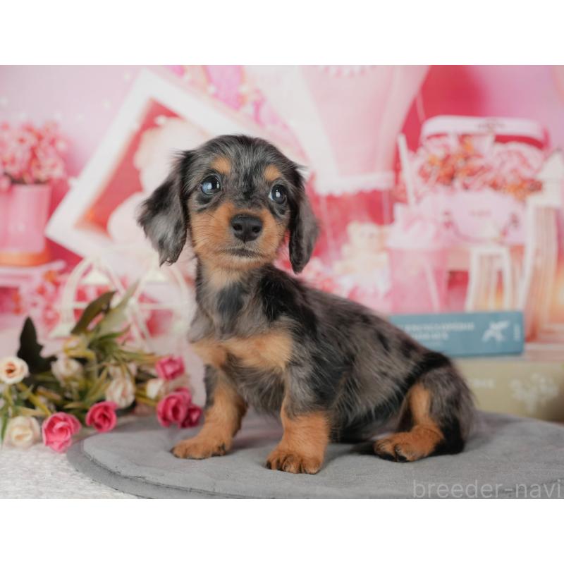 販売中の千葉県のミニチュアダックスフンド(ロングヘアード)-436307の7枚目