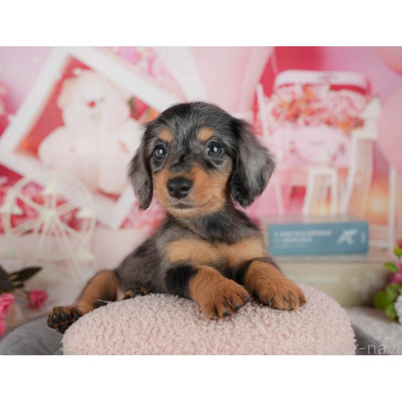 販売中の千葉県のミニチュアダックスフンド(ロングヘアード)-436307の6枚目