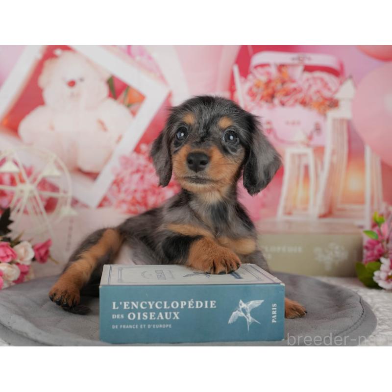 販売中の千葉県のミニチュアダックスフンド(ロングヘアード)-436307の5枚目