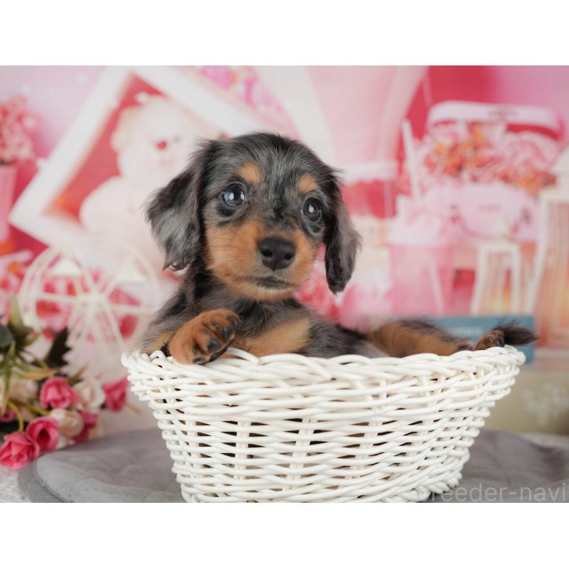 販売中の千葉県のミニチュアダックスフンド(ロングヘアード)-436307の4枚目