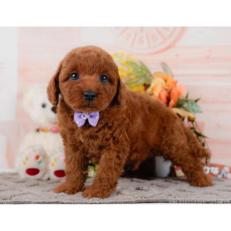 販売中の神奈川県のトイプードル-436357の14枚目