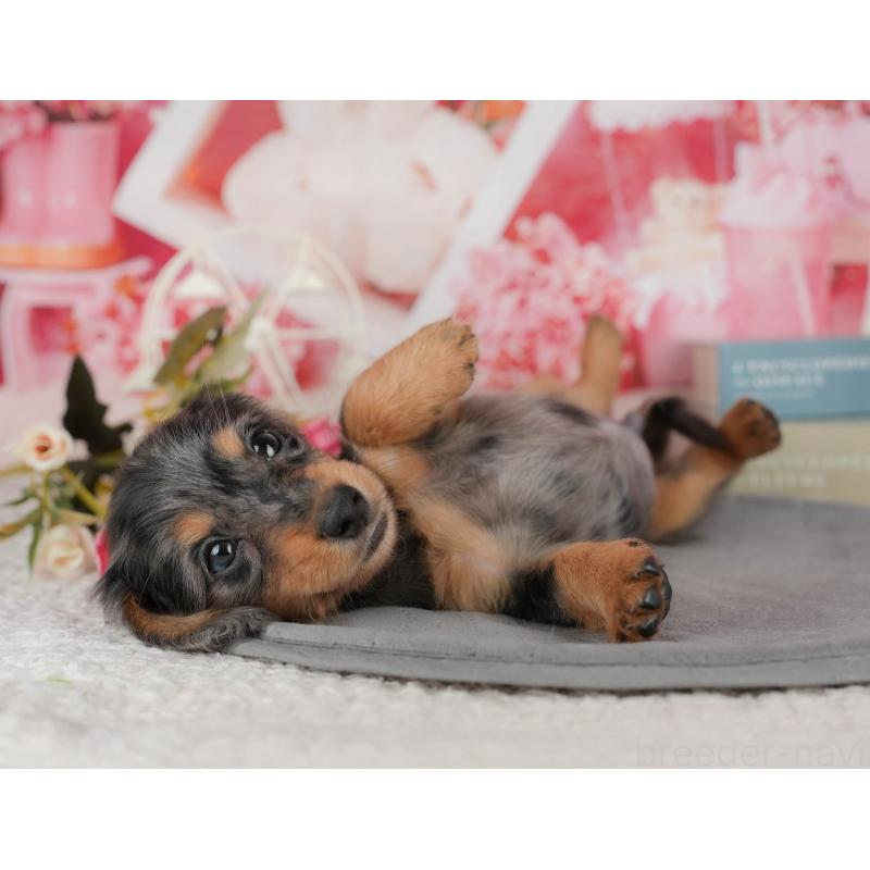 販売中の千葉県のミニチュアダックスフンド(ロングヘアード)-436307の3枚目