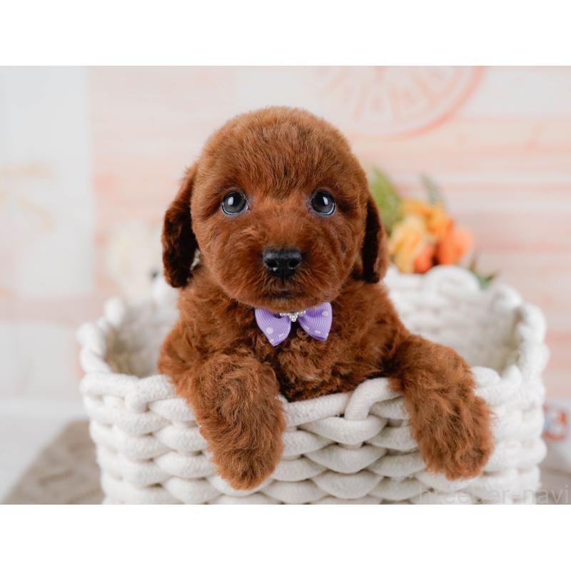 販売中の神奈川県のトイプードル-436357の9枚目