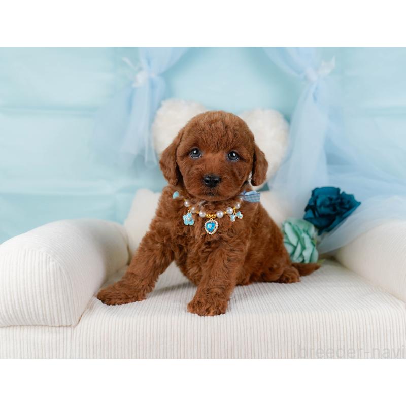 販売中の神奈川県のトイプードル-436357の8枚目