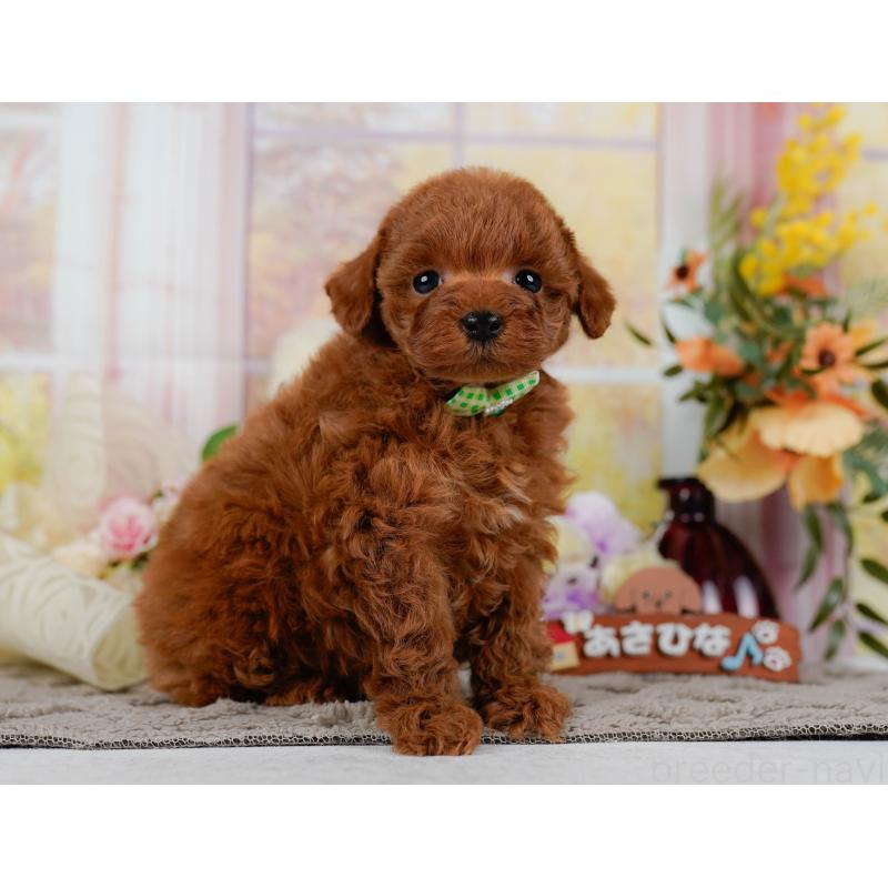 販売中の神奈川県のトイプードル-436360の14枚目