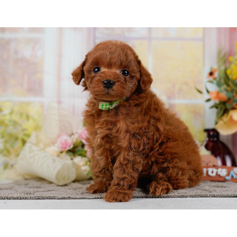 販売中の神奈川県のトイプードル-436360の12枚目