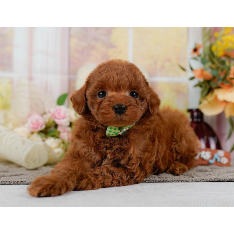 販売中の神奈川県のトイプードル-436360の11枚目