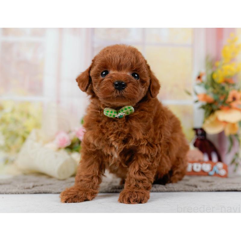 販売中の神奈川県のトイプードル-436360の10枚目