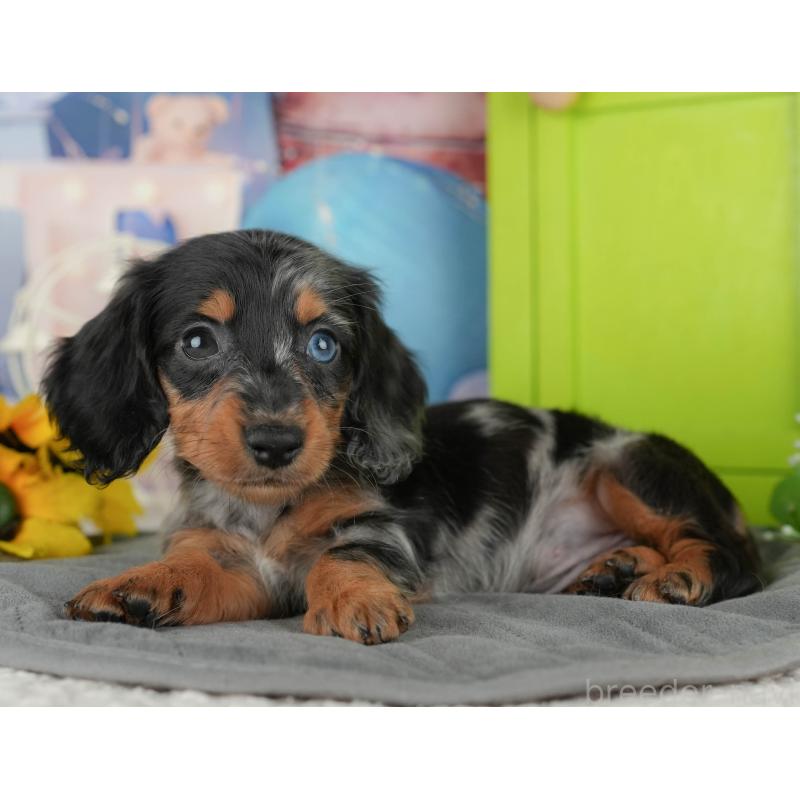 販売中の千葉県のカニンヘンダックスフンド(ロングヘアード)-436306の11枚目