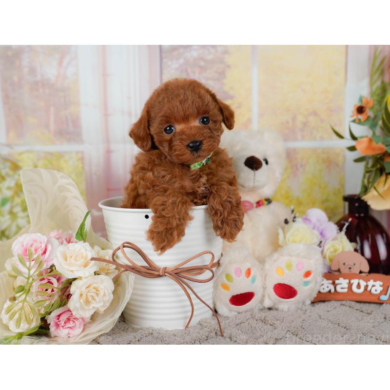 販売中の神奈川県のトイプードル-436360の9枚目