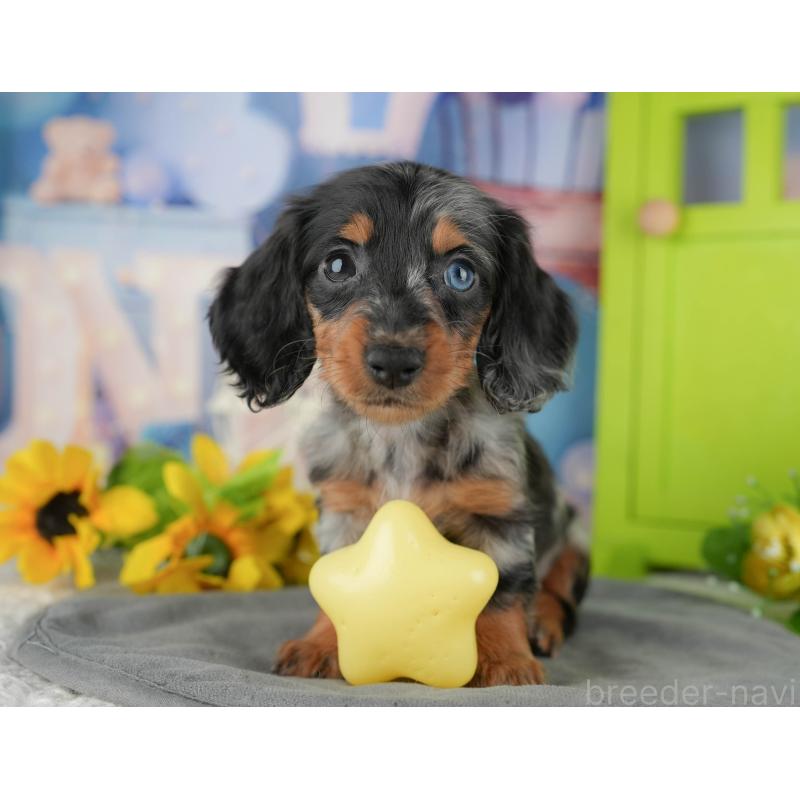 販売中の千葉県のカニンヘンダックスフンド(ロングヘアード)-436306の10枚目