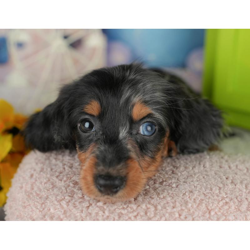 販売中の千葉県のカニンヘンダックスフンド(ロングヘアード)-436306の8枚目