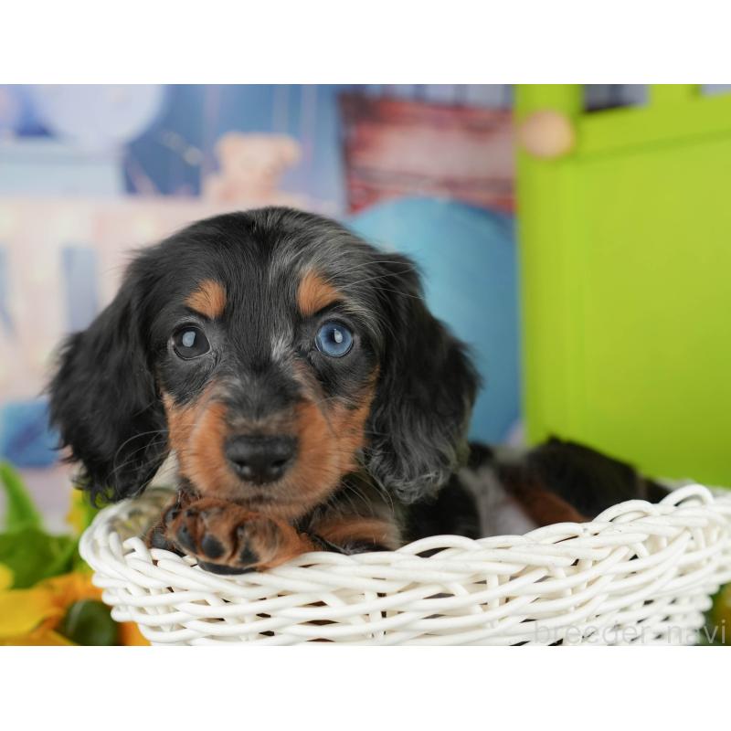 販売中の千葉県のカニンヘンダックスフンド(ロングヘアード)-436306の7枚目