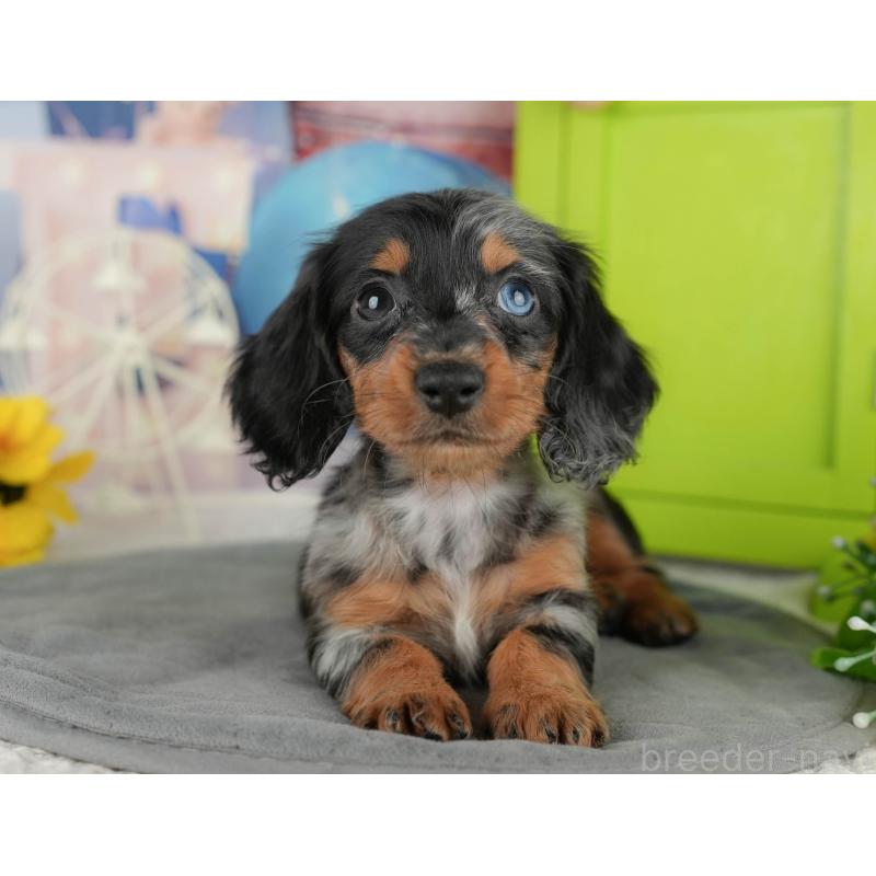 販売中の千葉県のカニンヘンダックスフンド(ロングヘアード)-436306の6枚目