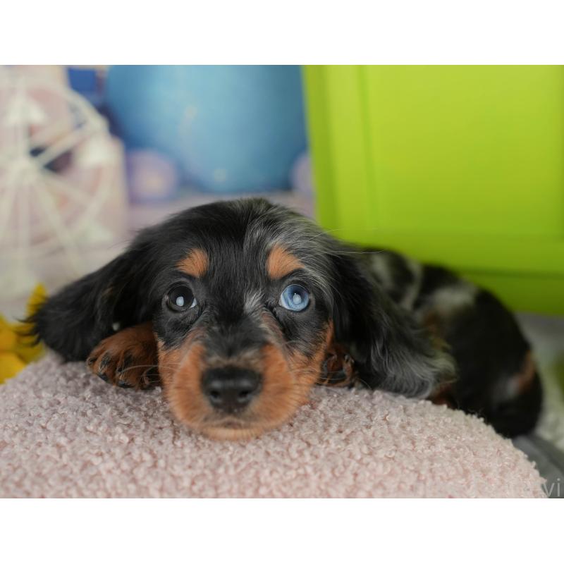 販売中の千葉県のカニンヘンダックスフンド(ロングヘアード)-436306の4枚目