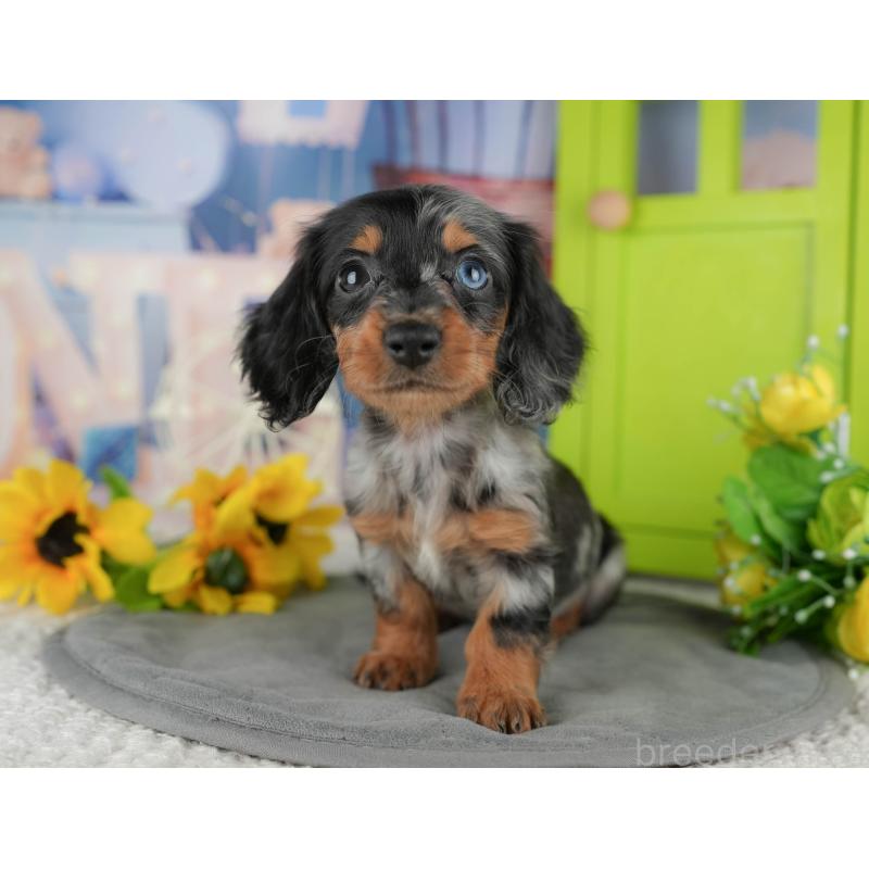 販売中の千葉県のカニンヘンダックスフンド(ロングヘアード)-436306の3枚目