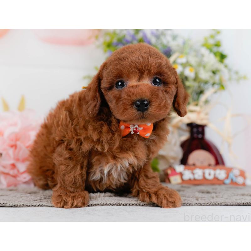 販売中の神奈川県のトイプードル-436364の15枚目