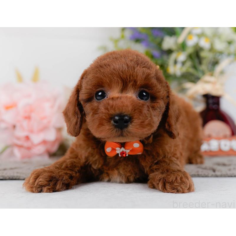 販売中の神奈川県のトイプードル-436364の14枚目