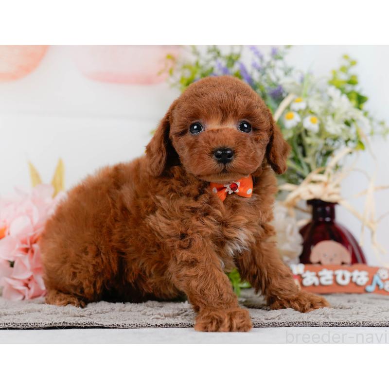 販売中の神奈川県のトイプードル-436364の13枚目