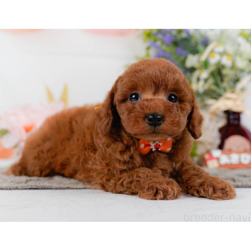 販売中の神奈川県のトイプードル-436364の12枚目