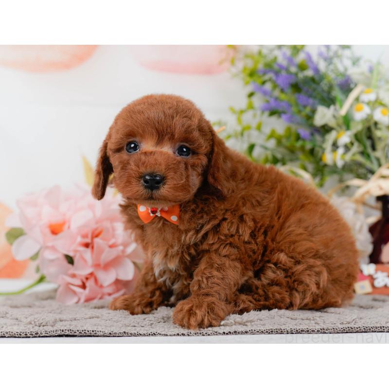 販売中の神奈川県のトイプードル-436364の11枚目