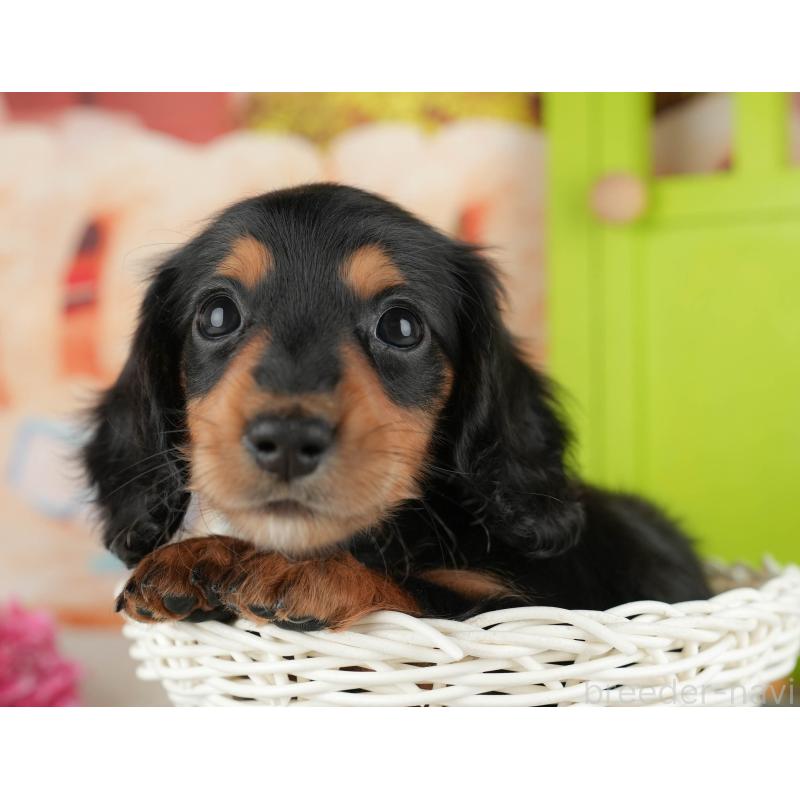 販売中の千葉県のカニンヘンダックスフンド(ロングヘアード)-436305