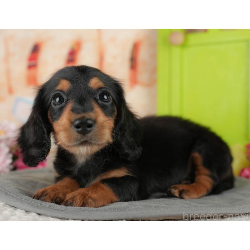 販売中の千葉県のカニンヘンダックスフンド(ロングヘアード)-436305の10枚目