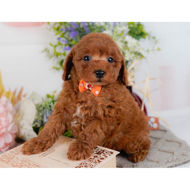 販売中の神奈川県のトイプードル-436364の9枚目