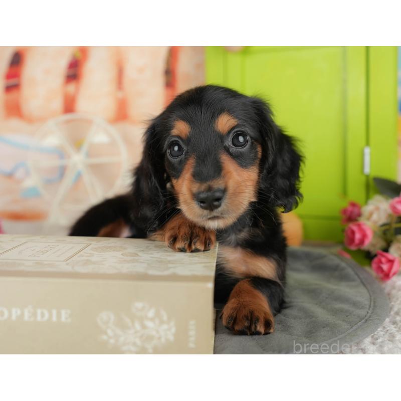 販売中の千葉県のカニンヘンダックスフンド(ロングヘアード)-436305の9枚目