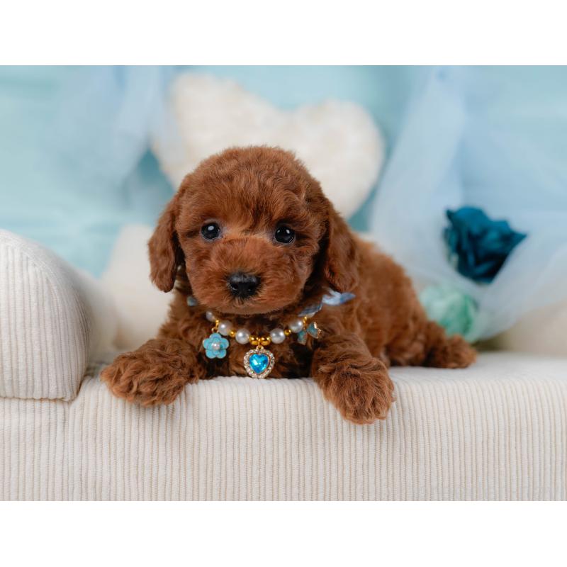 販売中の神奈川県のトイプードル-436364の8枚目