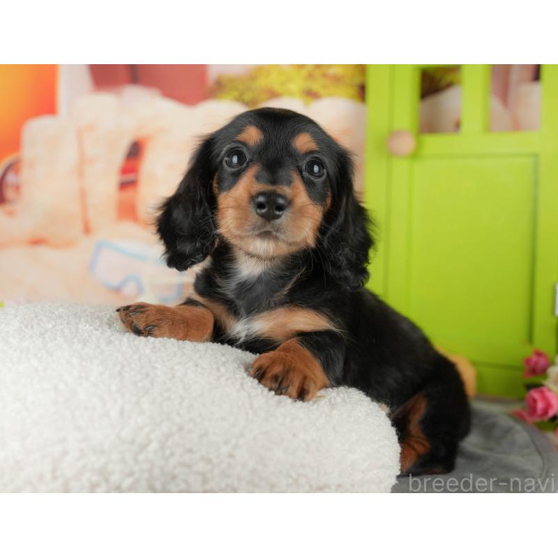 販売中の千葉県のカニンヘンダックスフンド(ロングヘアード)-436305の8枚目