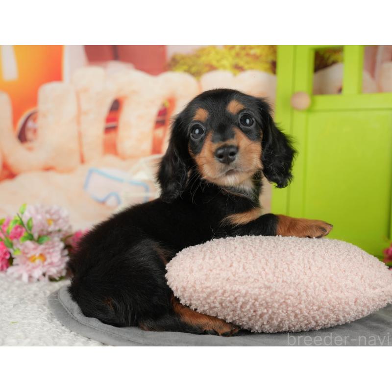 販売中の千葉県のカニンヘンダックスフンド(ロングヘアード)-436305の7枚目