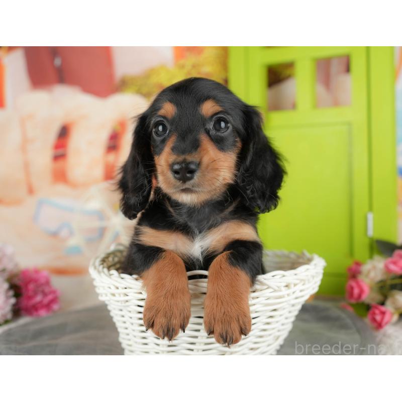 販売中の千葉県のカニンヘンダックスフンド(ロングヘアード)-436305の5枚目