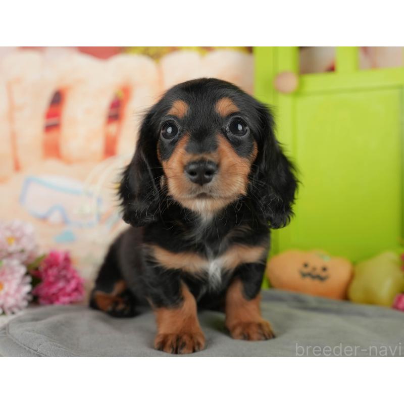 販売中の千葉県のカニンヘンダックスフンド(ロングヘアード)-436305の4枚目