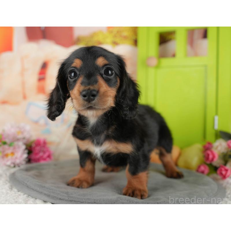 販売中の千葉県のカニンヘンダックスフンド(ロングヘアード)-436305の3枚目