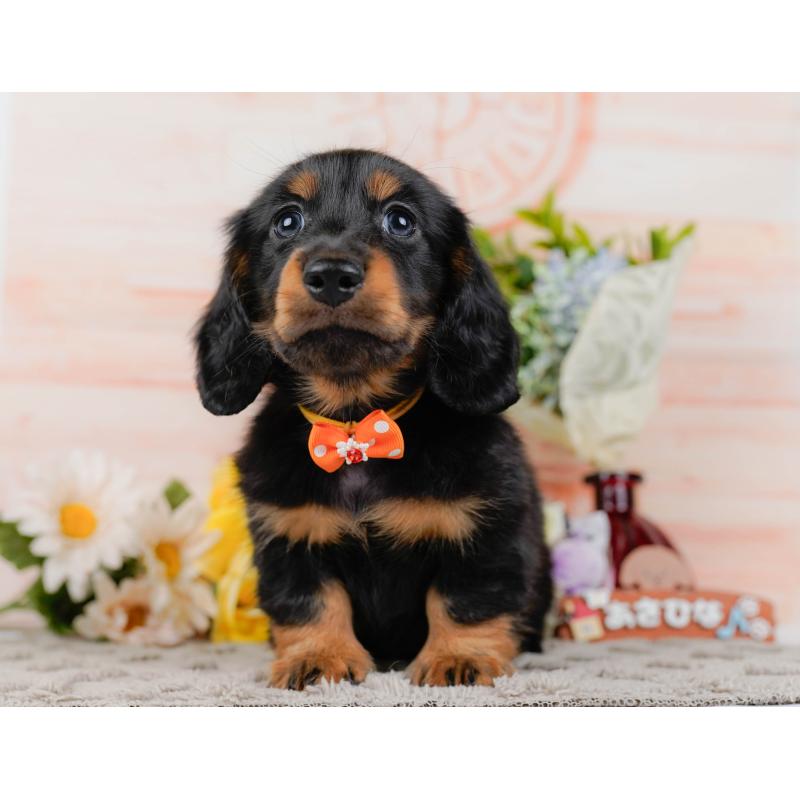 販売中の神奈川県のミニチュアダックスフンド(ロングヘアード)-436351の15枚目