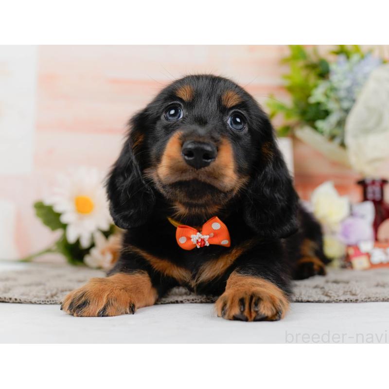 販売中の神奈川県のミニチュアダックスフンド(ロングヘアード)-436351の14枚目